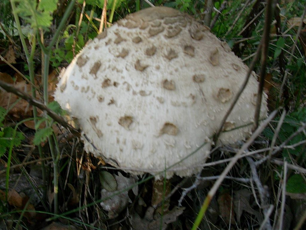 1787 Ottobre vecchio ritrovamento